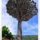 曹龙树